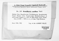 Armillaria mellea image